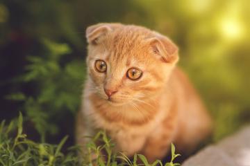 开云体育平台APP-奥运周期关键战湖人强势擒蜂，詹眉组合剑指巴黎前哨战