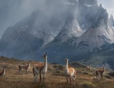 开云官网-关键先生的光芒，德国带走澳大利亚与厄德高的决胜时刻