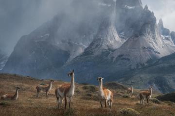 开云官网-关键先生的光芒，德国带走澳大利亚与厄德高的决胜时刻