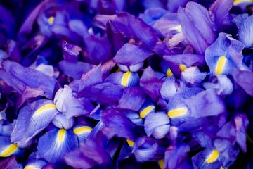 开云平台-鹰击长空夜，那一只最孤独的夜鹰—记米切尔与他的救赎时刻