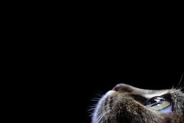 开云体育入口-骑士vs国王，霍勒迪数据全面爆炸，率国王主场告捷