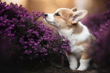 开云体育APP下载-掘金VS火箭，米切尔关键先生模式！三记致命连击锁定胜局