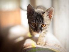 开云下载-湖人险胜奇才背后，谁才是真正的关键先生？