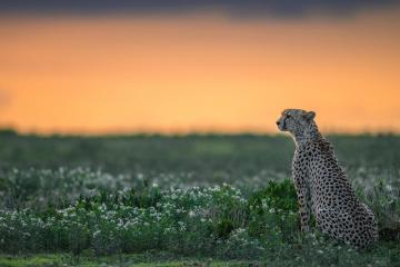 开云体育官网-当永恒之蓝遇见金靴风暴，一场虚拟战役与真实的硬仗之王