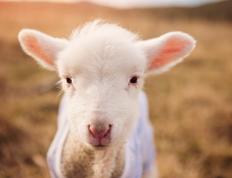 开云体育登录-德甲争冠战之夜，奥利维耶个人能力完全展现