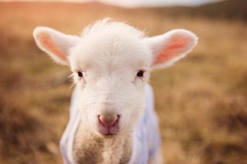 开云体育登录-德甲争冠战之夜，奥利维耶个人能力完全展现