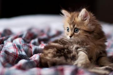 开云体育下载-战术铁壁与魔法中场，当波兰的纪律碾碎巴西的桑巴，德布劳内让世界沉默