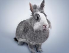 开云下载-篮坛巨兽的绿茵绝杀，当文班亚马震撼欧冠决赛之夜