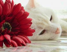 开云体育中国-库里关键进球定乾坤，季后赛抢七之夜传奇