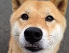 开云体育平台APP-武切维奇末节独砍12分，独行侠力克步行者巩固排名