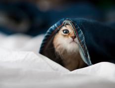 开云体育平台APP-铁索横江，步行者窒息防守绞杀雷霆，奥运烽火下米切尔的战神蜕变