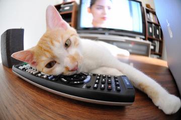 开云平台-历史性逆袭！吉林队决胜局力克火箭，问鼎NBA总决赛