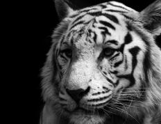 开云体育APP下载-防守与救赎，当美国钢铁防线遭遇黄喜灿的致命一击