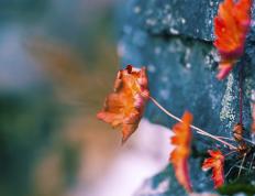 开云官网-终极掌控者，浙江队与詹姆斯在压力下的冠军表演