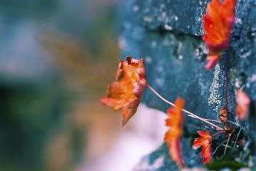 开云官网-终极掌控者，浙江队与詹姆斯在压力下的冠军表演