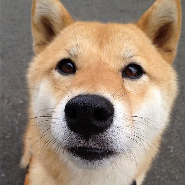 开云体育-风城之子接管世界之战，当杰伦·格林在公牛vs掘金的隐喻中加冕