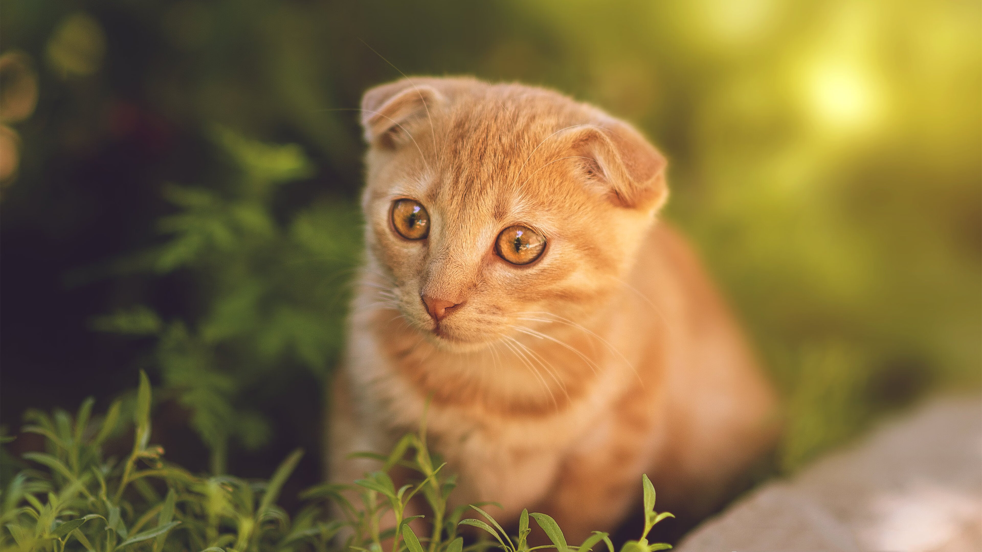 开云体育APP下载-暗夜独行侠，美加墨世界杯之夜，利拉德如何于寂静中点燃惊雷？