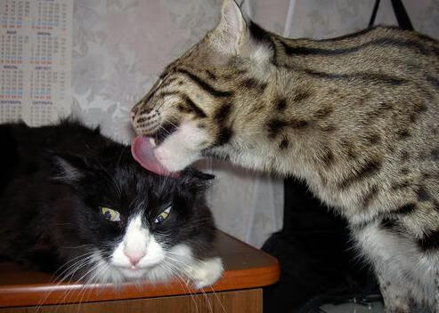 开云体育在线-足球场上的维尼修斯时刻，芬兰男篮用单节拉开诠释团队暴力美学