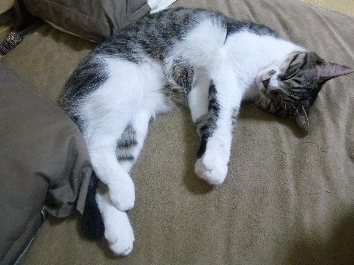 开云平台-双线争冠，F1赛道狂飙与足球绿茵巅峰对决的激情共鸣