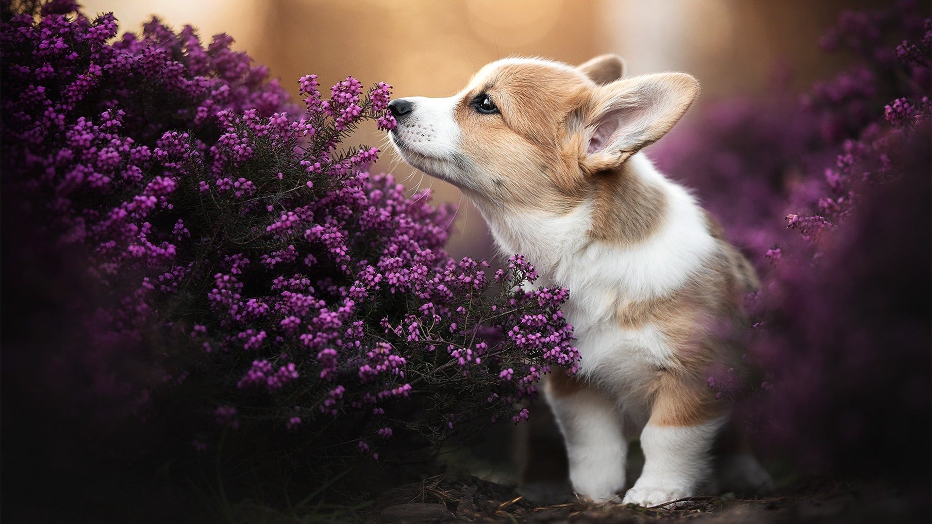 开云体育APP下载-掘金VS火箭，米切尔关键先生模式！三记致命连击锁定胜局