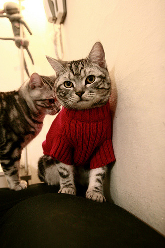 开云平台-足球与F1的跨界对话,当巴西超车南非,阿拉巴在巴林接管比赛