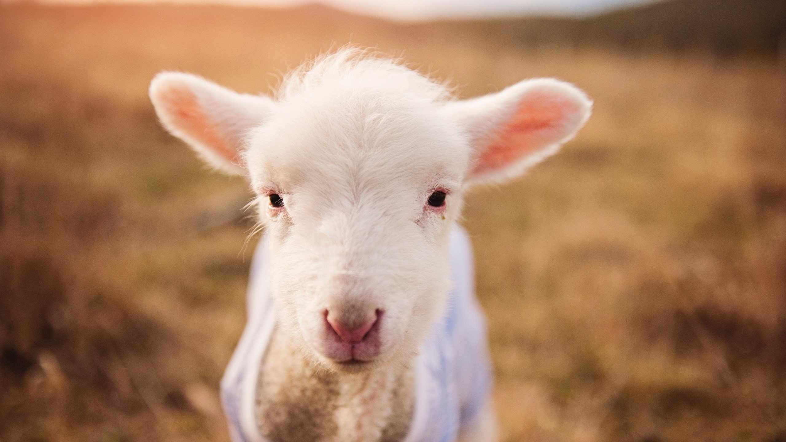 开云体育登录-德甲争冠战之夜,奥利维耶个人能力完全展现