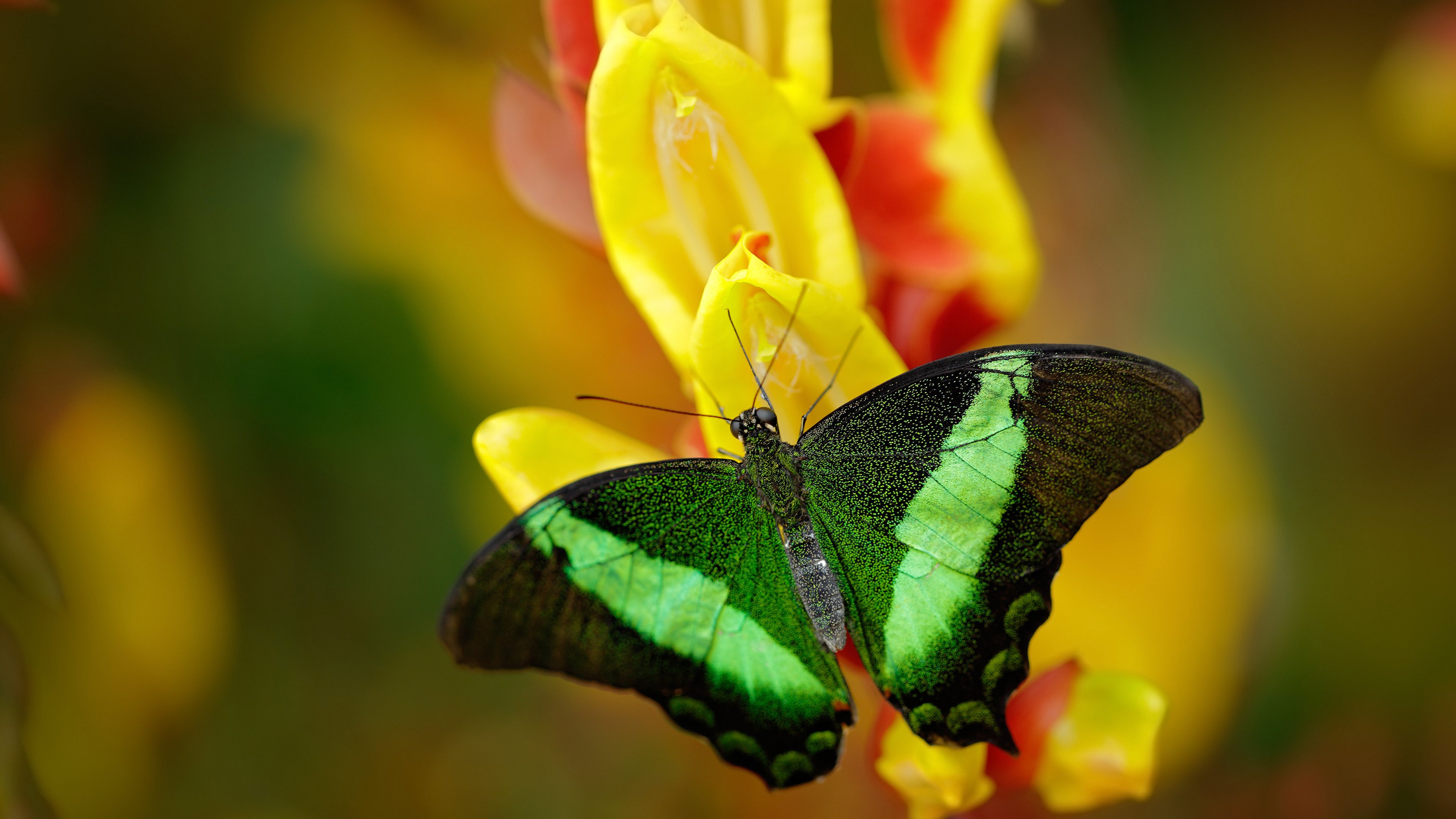 开云体育平台APP-冷门之光,阿尔瓦雷斯一锤定音,几内亚力克劲旅摩纳哥