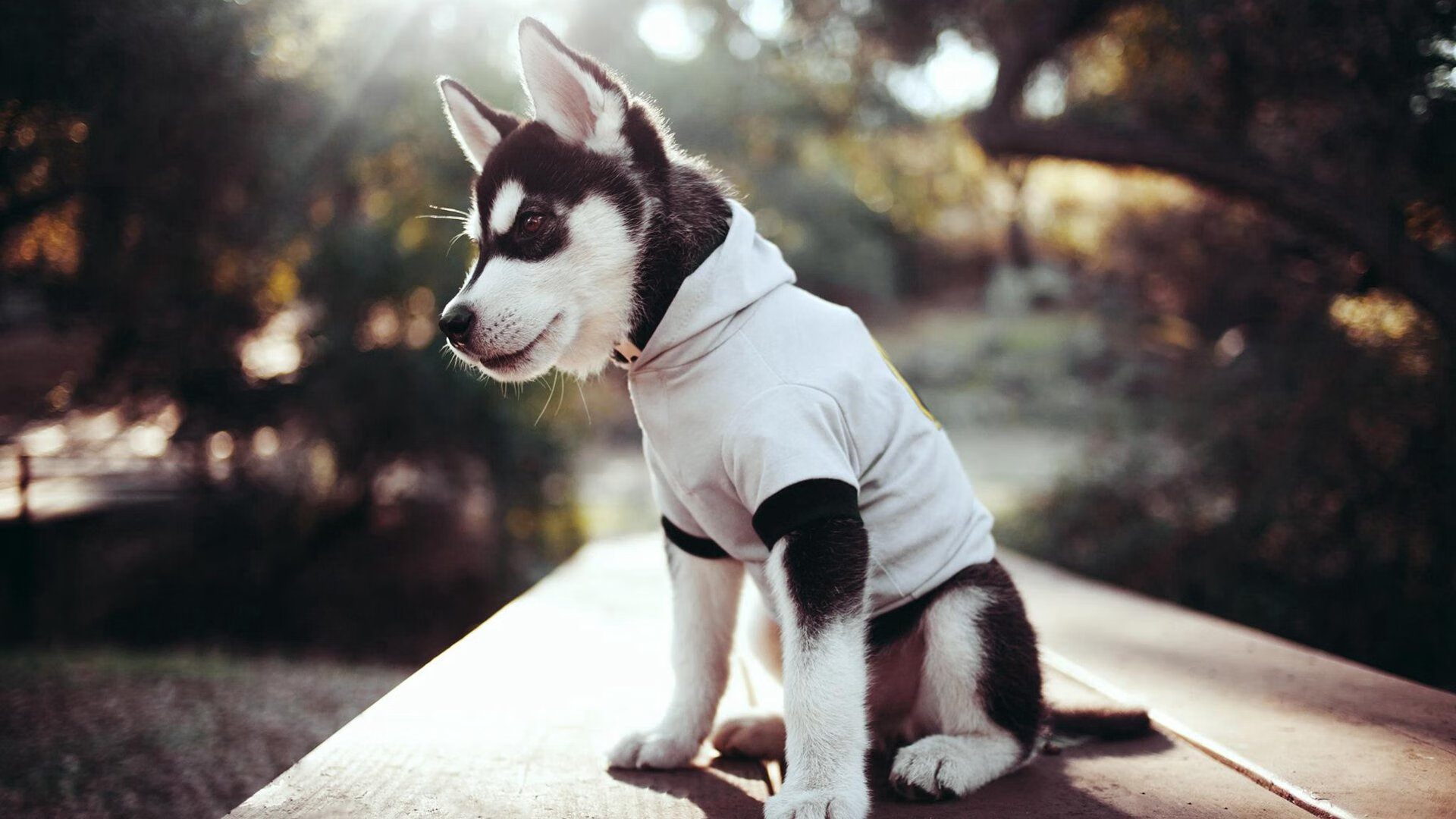 开云体育平台APP-2026世界杯焦点战，吉林队强行终结深圳队，国内足坛震荡